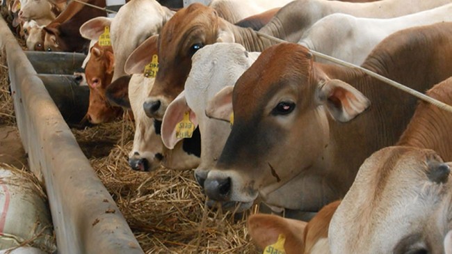 Sığır Brusellozu aşılaması devam ediyor