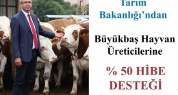Büyükbaş hayvan üreticilerine %50 hibe desteği