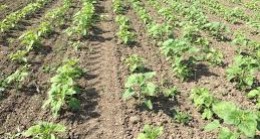 “Ayçiçeği mildiyösünde iki farklı tipte hastalık belirtileri gözlenir”