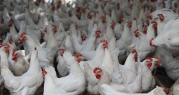 Hayvan Sağlık Zabıtası Komisyonu toplandı