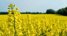 Hibe almaya hak kazananlar arasında Babaeski’den çiftçiler de yer alıyor