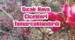 Babaeski’de İlkbahar Erken Geldi!