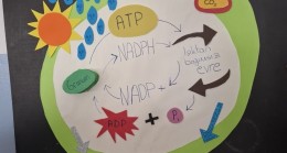 Babaeski Lisesi Öğrencileri Fotosentez Projesiyle Dikkat Çekti