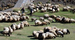 Küçükbaşa Eğitim Şartı