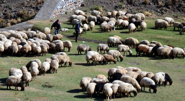 Küçükbaşa Eğitim Şartı