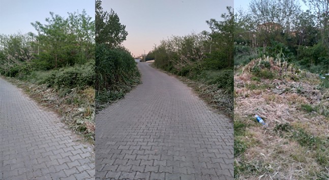 Çocuklar Yılan Korkusuyla Yoldan Geçemiyor!