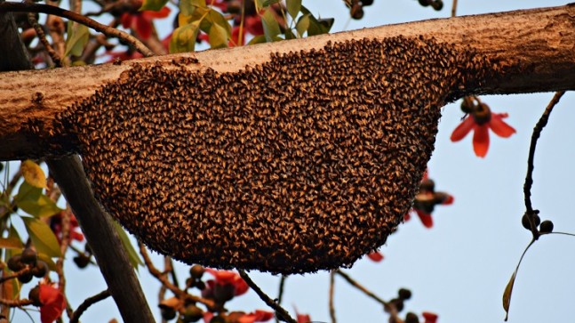 ARILARIN HAYRANLIK UYANDIRAN DÜNYASI