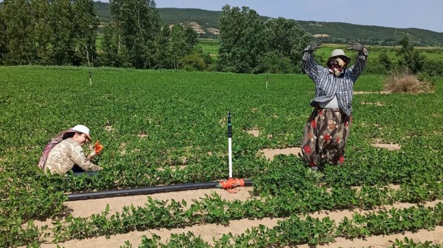 Tarladan Sofralara “Meriç Yerli Fıstığı”