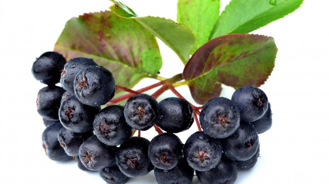 ARONİA İÇİN 27 MAYIS ETKİNLİĞİ