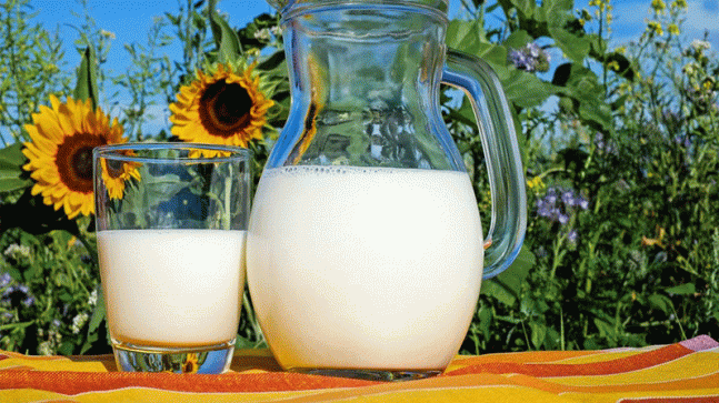 ÇİĞ SÜT DESTEKLEMELERİ ÖDENİYOR…