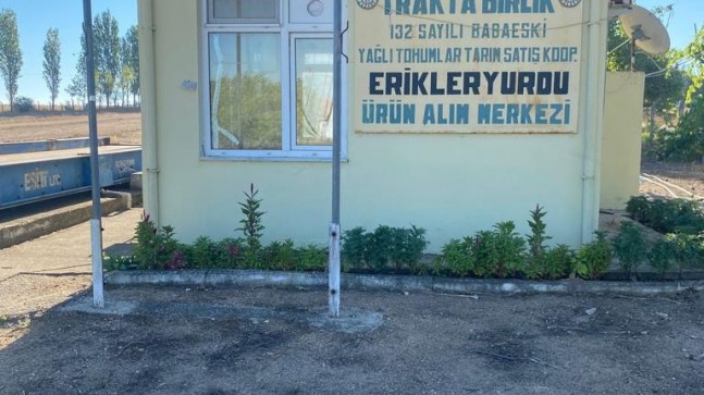 Ayçiçeği üreticileri için alım merkezleri hakkında açıklama