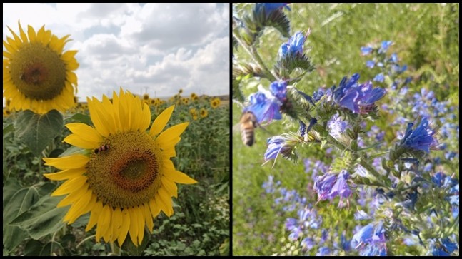 İlaçlama çalışmalarında dikkatli olmaya davet etti