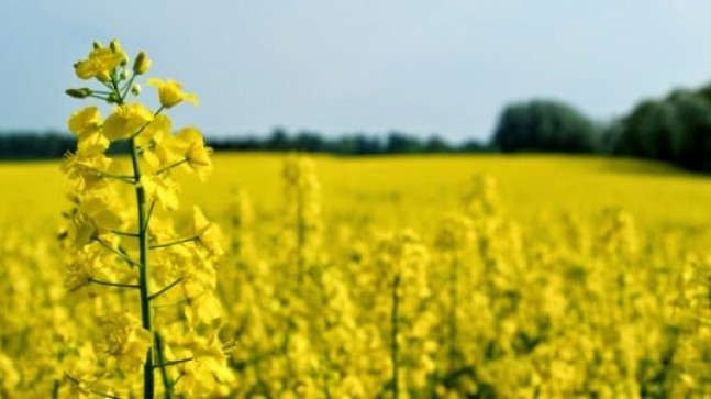 Hibe almaya hak kazananlar arasında Babaeski’den çiftçiler de yer alıyor