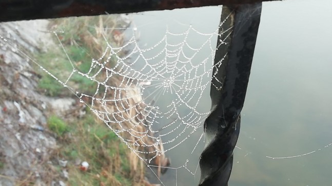 Doğanın Dantel Sanatı!