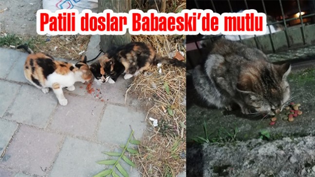 Sokak Hayvanlarına Artan İlgi ve Yardımlar