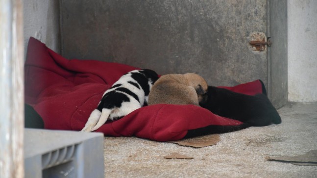 “PATİLİ YATAKLAR” PROJESİ HAYATA GEÇİRİLDİ