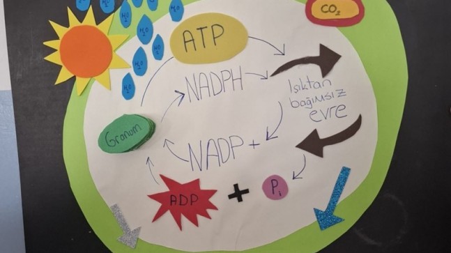 Babaeski Lisesi Öğrencileri Fotosentez Projesiyle Dikkat Çekti