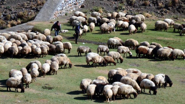 Küçükbaşa Eğitim Şartı