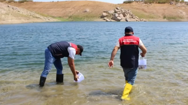 Kırklareli’ndeki Su Kaynaklarına 1 Milyon 844 Bin Yavru Sazan Bırakıldı