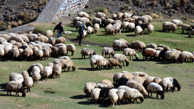 Küçükbaşa Eğitim Şartı