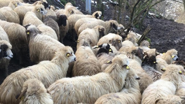Anaç koyun ve keçi desteklemesi müracaatları devam ediyor