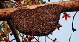 ARILARIN HAYRANLIK UYANDIRAN DÜNYASI