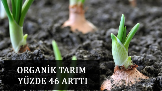 ORGANİK TARIM YÜZDE 46 ARTTI