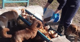 Kırklareli’de sokaktaki can dostları unutulmadı