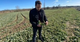 Babaeski’de Bitki Gelişimleri Gözlendi