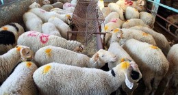 Kurbanlık alım satımında nelere dikkat etmeli