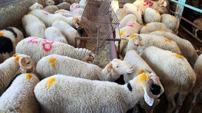 KIRKLARELİ KIVIRCIK KUZUSU YOĞUN İLGİ GÖRÜYOR