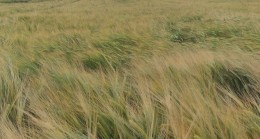 Haznedar köyünde ürün izlemesi yapıldı