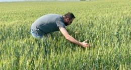 Lüleburgaz’ın köylerinde süne nimf surveyi kontrolleri başladı