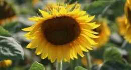 Lüleburgaz’ın Çengelli Köyünde tarla günü düzenlenecek