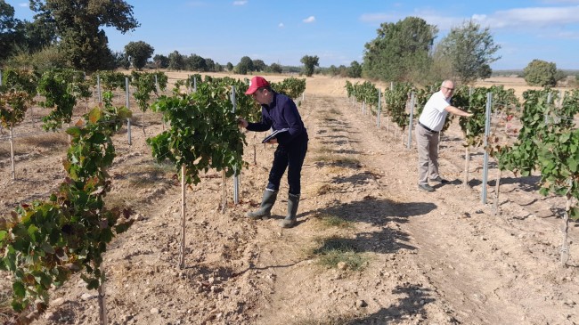 Kızılcıkdere’deki bağlar kontrol edildi