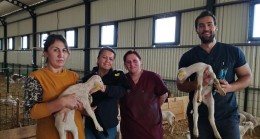 Brusella aşı uygulaması yapıldı