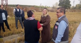 Kaymakam Ballı çeltik hasadına katıldı