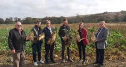 Şeker pancarı üretimi yeniden artmaya başladı