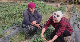 Karamesutlu’da çilek üreticisi bilgilendirildi