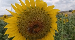 Babaeski’de arılı kovan tespiti çalışmaları yapıldı