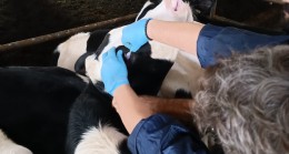 Bruselloz’dan korunmaları için çalışmalara devam ediliyor