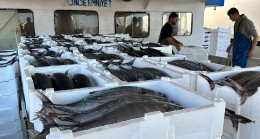 Tekirdağlı balıkçılar, 30 ton torik avladı