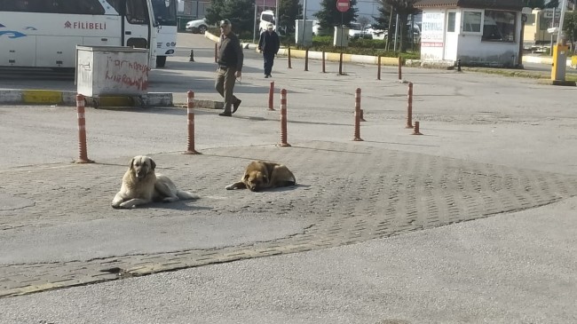 Otogarın maskot köpekleri