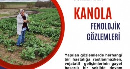 BABAESKİ İLÇE TARIM VE ORMAN MÜDÜRLÜĞÜ, KANOLA EKİMİ YAPILAN ARAZİLERDE BAŞARILI GELİŞİM TESPİT ETTİ