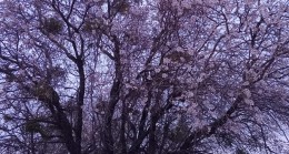 İlkbaharın Gelgitleri