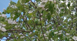 Vatandaşlar Baharı Mutlu Karşılıyor