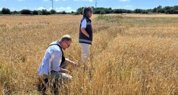 Tarım Arazilerinde Dolu Zararı Tespit Ediliyor