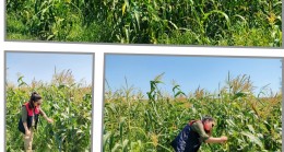 PEHLİVANKÖY’DE YERLİ VE MİLLİ ŞEKER MISIRI HASADI BAŞLADI