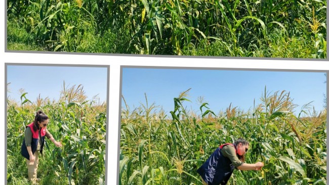 PEHLİVANKÖY’DE YERLİ VE MİLLİ ŞEKER MISIRI HASADI BAŞLADI