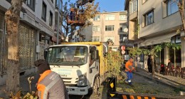AĞAÇLARIN SAĞLIĞI VE GÜVENLİK İÇİN TİTİZ ÇALIŞMA
